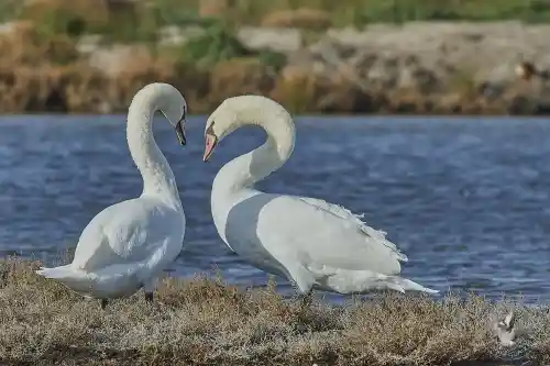 photo de profil de Pacific Malik