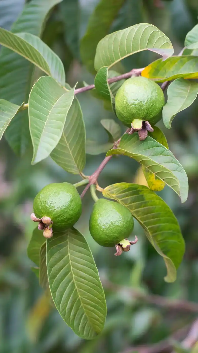 Image Sensibiliser la population de Beni à la protection de l'environnement en encourageant chaque ménage à planter au moins un arbre fruitier dans sa parcelle ou à son domicile. Ce geste simple contribuera à la préservation de l'écosystème, à l'amélioration de la qualité de l'air, à la lutte contre le changement climatique, ainsi qu'à la sécurité alimentaire et à l'embellissement de notre ville.