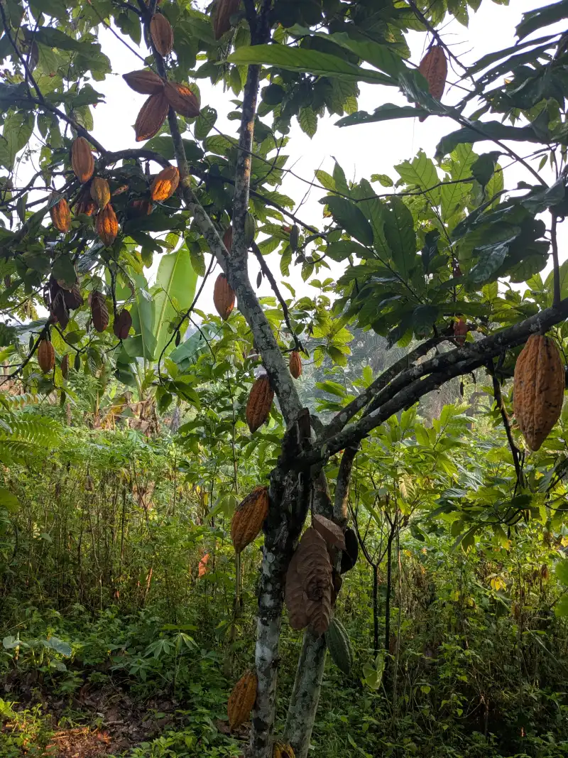 Image Beni /environnement 


L'abattage illicite des arbres devient un facteur perturbant le calendrier agricole,cette situation perturbe les agriculteurs et menace la bonne production agricole s'indignent plusieurs agriculteurs de la Ville de Beni.