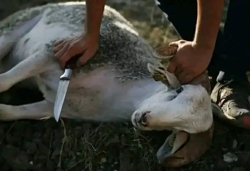 Image Le mouton est un animal qui ne crie pas lorsqu'on l'égorge, non pas parce qu'il ne ressent pas de douleur, mais parce que c'est sa nature. Frère, les gens qui sont autour de toi peuvent être tourmentés par tes propos, mais s'ils ne disent rien, cela ne signifie pas qu'ils n'ont pas été affectés. Mais toi, ayant l'intelligence obscurcie, tu penses que tu es en paix avec ces personnes, alors qu'ils sont comme le mouton qui est égorgé, et qui, malgré la souffrance dans la gorge, ne pousse pas de cris.
Voilà pourquoi nous devons chaque fois faire une introspection pour constater là où les gens sont blessés par nos comportements, nos paroles et nos habitudes, sans qu'ils ne poussent même des cris.